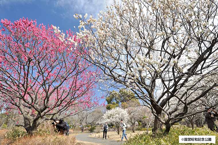 国営昭和記念公園・梅