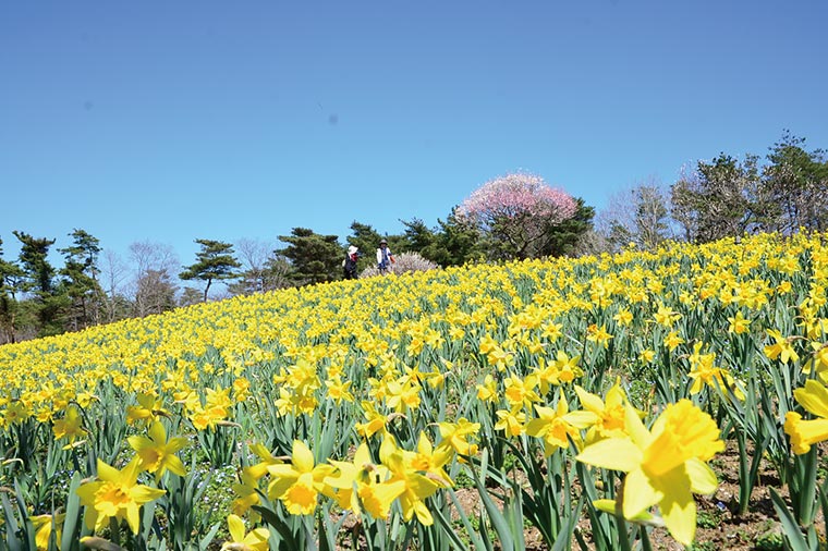 ひたち海浜公園・水仙