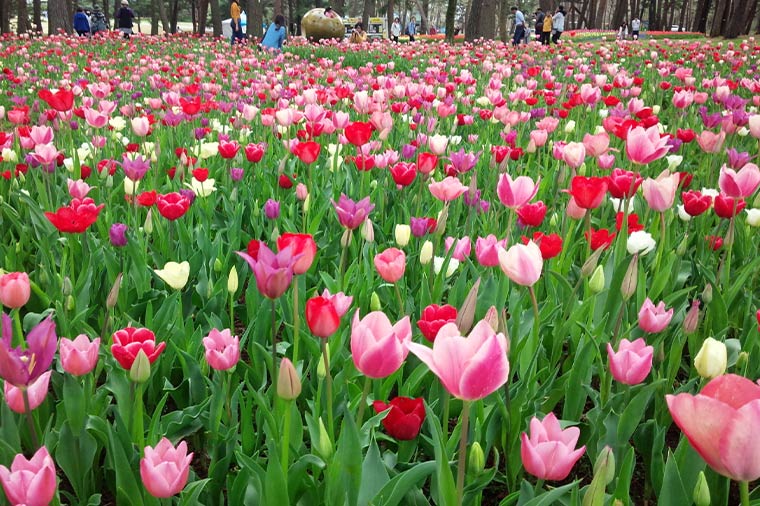 ひたち海浜公園・チューリップ
