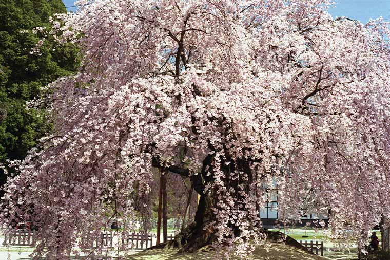 麻績の里 舞台桜・麻績の桜