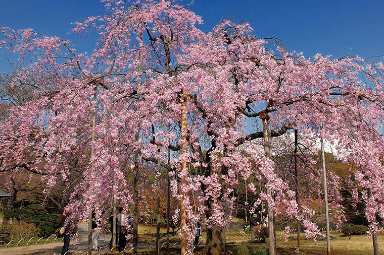 小石川後楽園