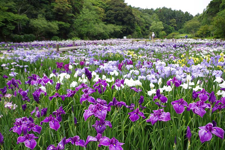 はままつフラワーパーク・花菖蒲