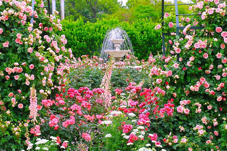 はままつフラワーパーク・薔薇