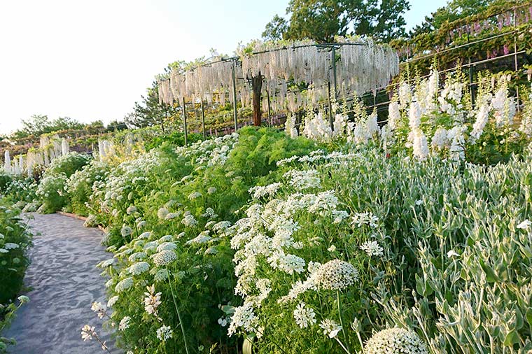 はままつフラワーパーク・ホワイトガーデン