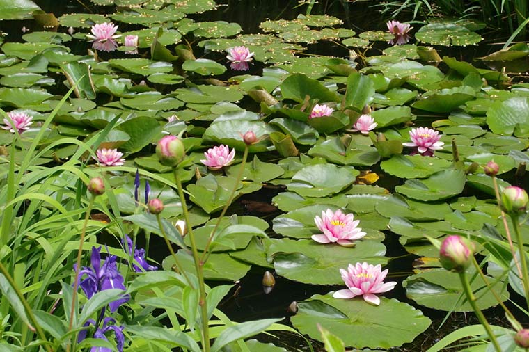 箱根ラリック美術館・睡蓮の池