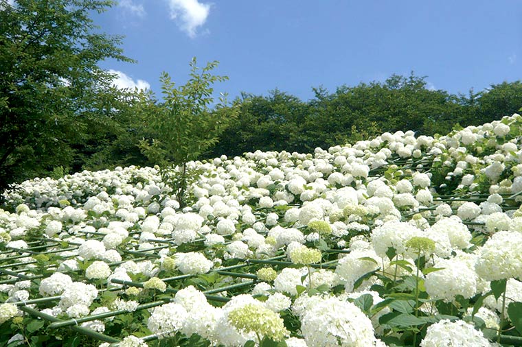 権現堂あじさい・白