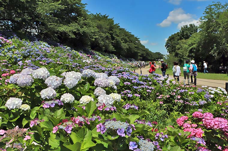 権現堂公園