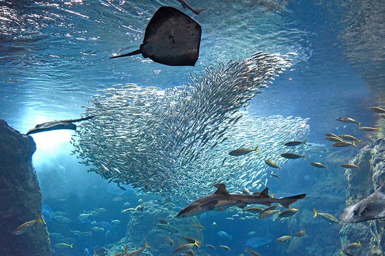 新江ノ島水族館