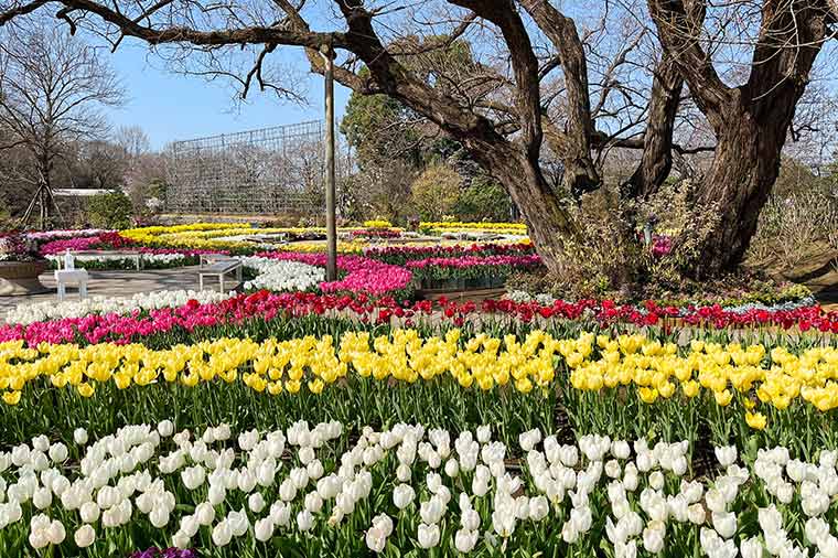あしかがフラワーパーク・チューリップ