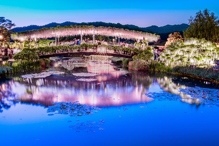 あしかがフラワーパーク藤ライトアップ