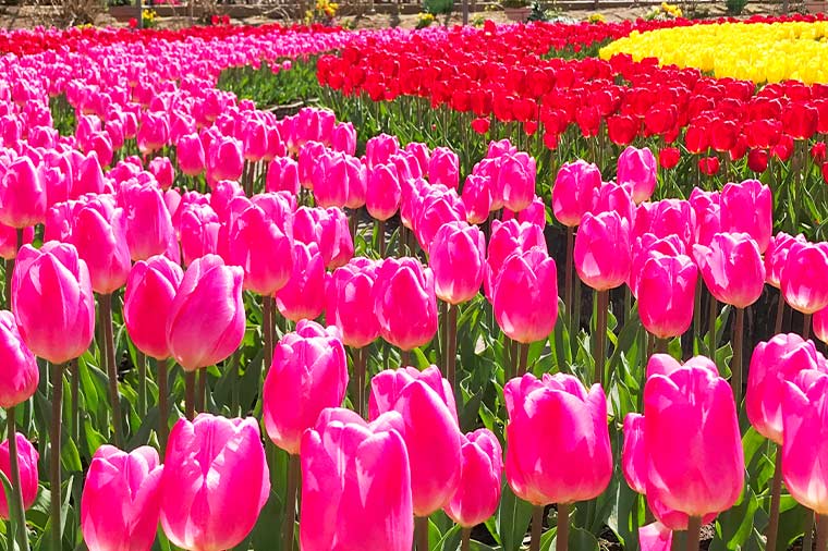 あしかがフラワーパーク・チューリップ