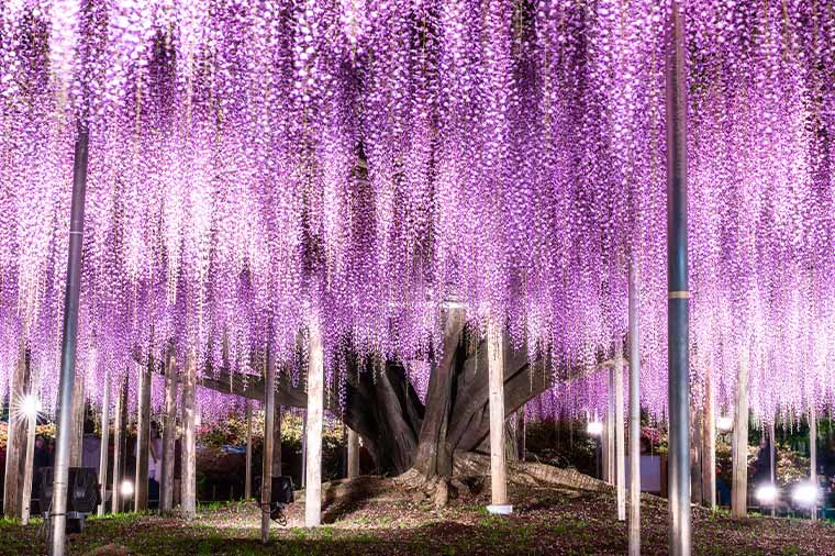 あしかがフラワーパーク・ライトアップ