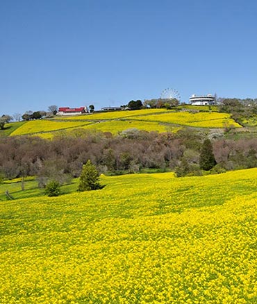 マザー牧場菜の花