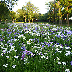 水元公園花菖蒲