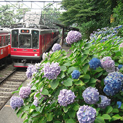 箱根あじさい電車