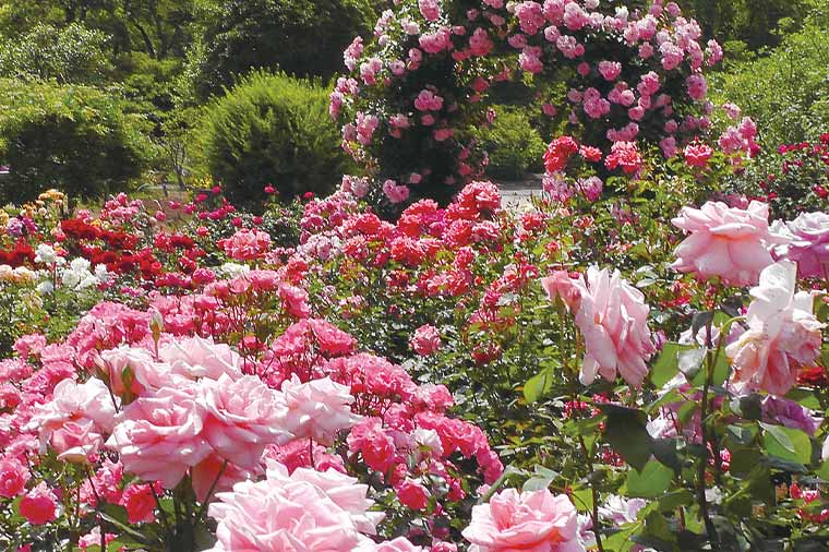 あしかがフラワーパーク・薔薇
