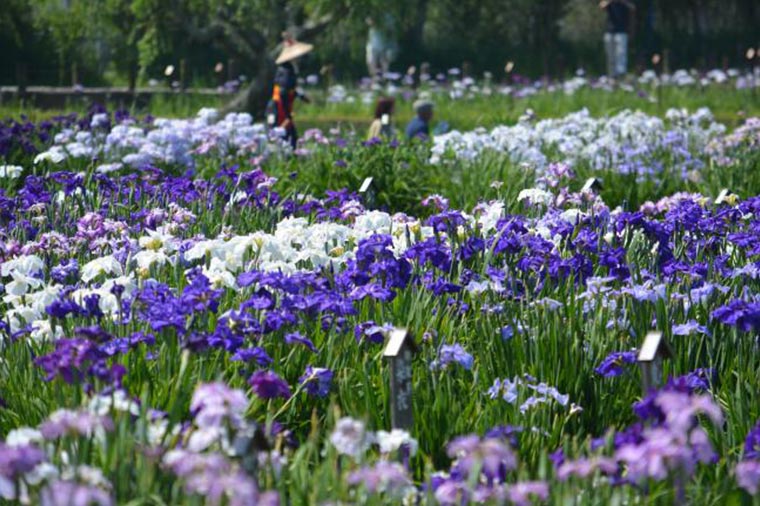 水郷佐原あやめパーク