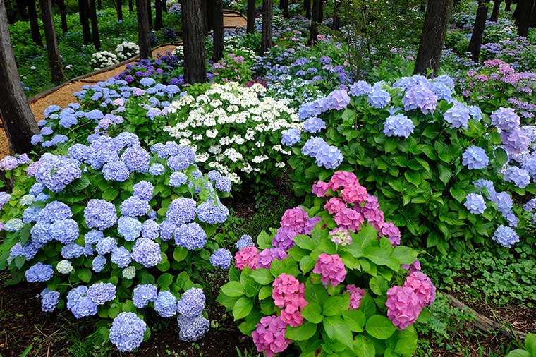 三島スカイウォーク紫陽花