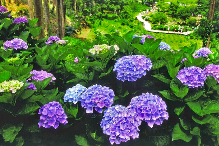 涸沼自然公園
