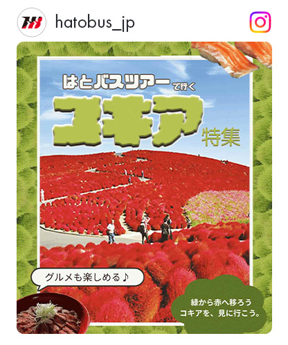 インスタコキア特集