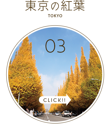 東京紅葉バスツアー2024