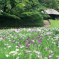 明治神宮御苑・花菖蒲