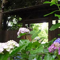 六義園あじさい