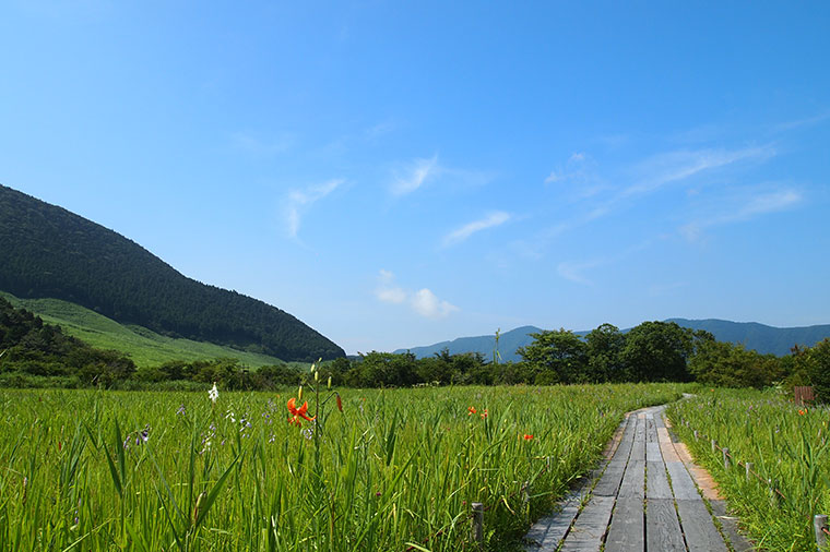 箱根湿生花園