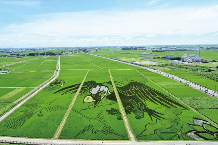 田んぼアート