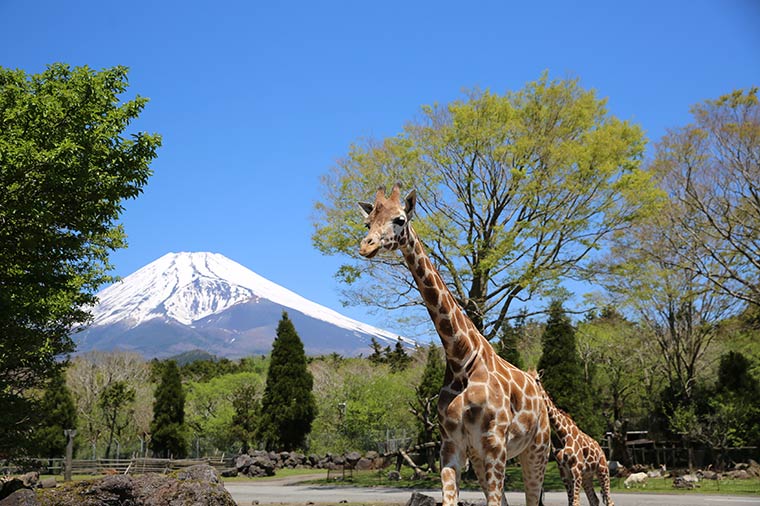 富士サファリパーク・キリン