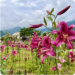 花テラス