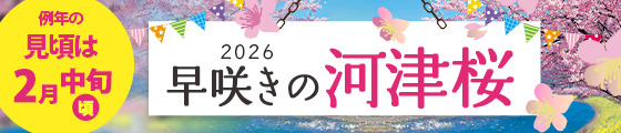 河津ざくら特集2025（見頃中旬）