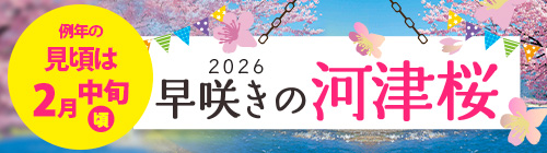 河津ざくら特集2025（見頃中旬）