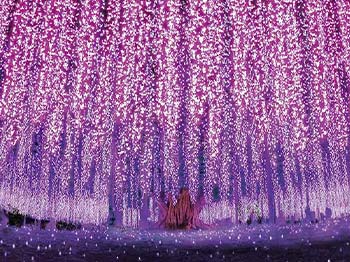 あしかがフラワーパーク