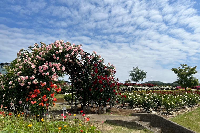 いばらきフラワーパーク