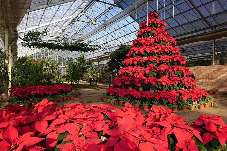 ハーブ庭園旅日記勝沼（3月・温室）