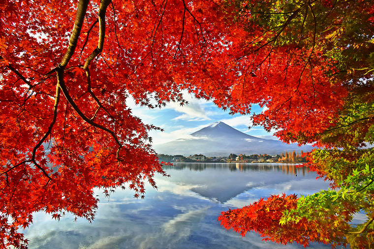 河口湖の紅葉と富士山（11月頃）