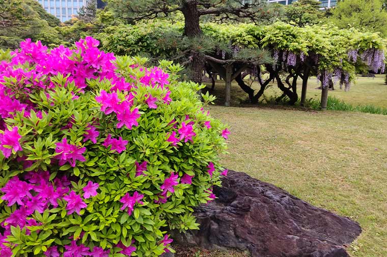 浜離宮恩賜庭園・さつきと藤の花