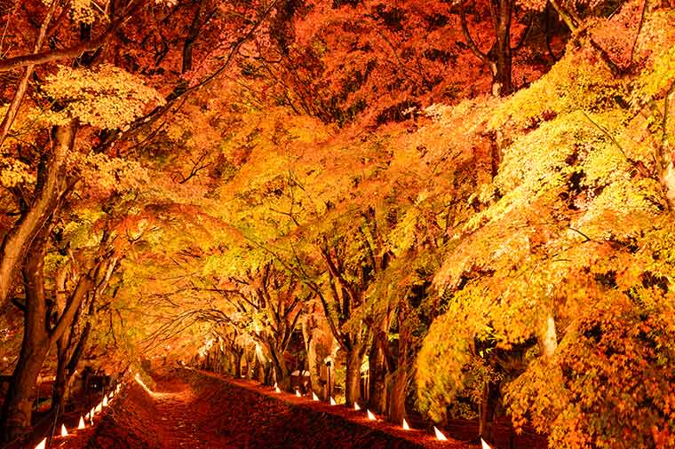 河口湖もみじ回廊