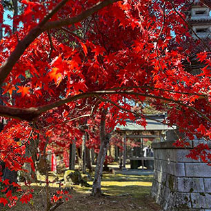 神野寺紅葉
