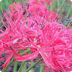 曼殊沙華
