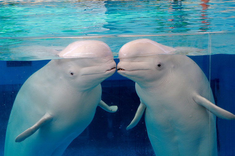 横浜・八景島シーパラダイス（シロイルカ）