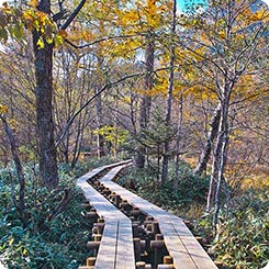 上高地木道