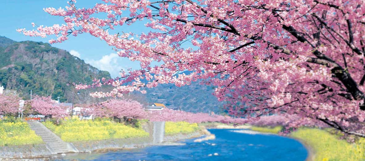 河津町の河津ざくら