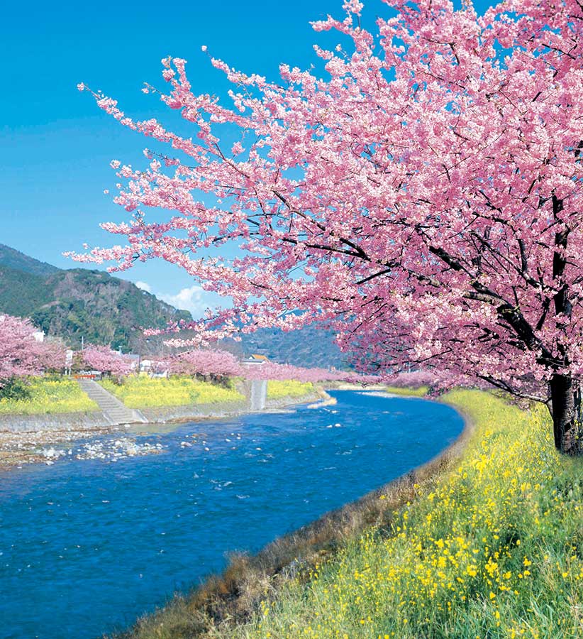 河津町の河津ざくら