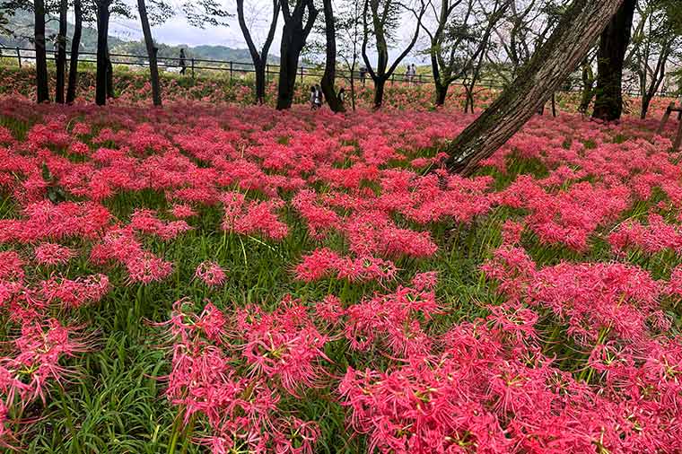 日高市巾着田・曼珠沙華