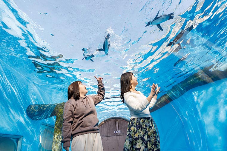 横浜・八景島シーパラダイス（トンネル水槽）