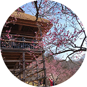 筑波山梅林