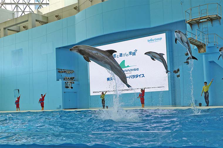 横浜・八景島シーパラダイス（イルカショー）