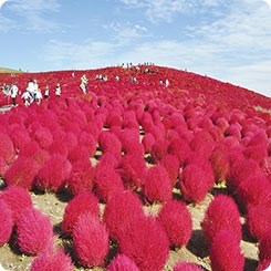 ひたち海浜公園・コキア
